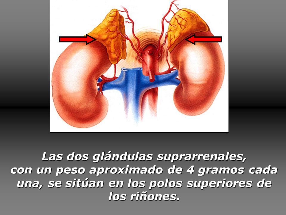 El preparado eficaz a la osteocondrosis de la columna vertebral